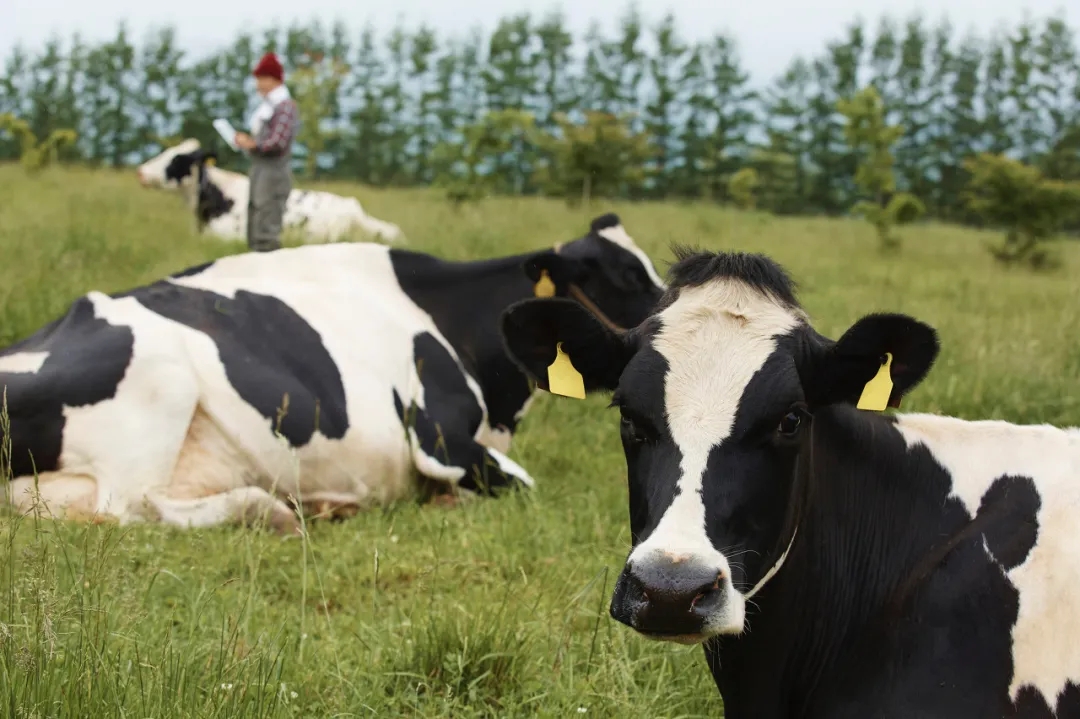 滅菌乳新規(guī)落地